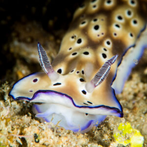 Gros plan sur la tête d’un Hypselodoris de Tryon crème tacheté, bordure violette, Anilao, Batangas, Philippines