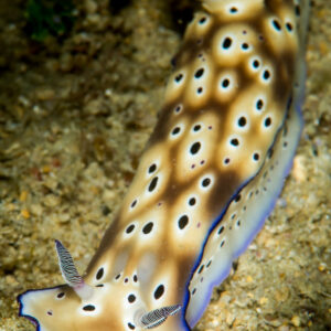 Hypselodoris de Tryon en entier vu de dessus, composition verticale, Anilao, Batangas, Philippines