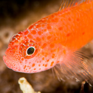 Gros plan sur un gobie pygmée d’Okinawa orange à tête ponctuée de blanc, Anilao, Batangas, Philippines