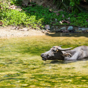 Buffle d’eau se vautrant dans un ruisseau peu profond et verdâtre, Puerto Galera, Mindoro, Philippines