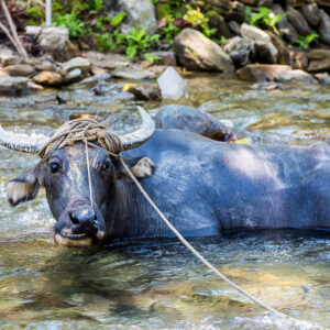 Buffle d’eau avec corde au nez couché dans un torrent rocheux, face à l’objectif, Puerto Galera, Mindoro, Philippines