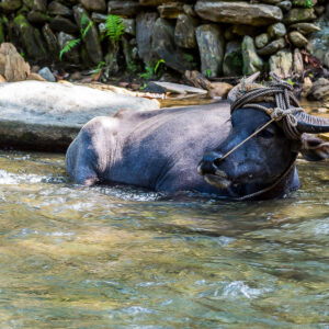Buffle d’eau se reposant dans un ruisseau, tête tournée de côté, Puerto Galera, Mindoro, Philippines