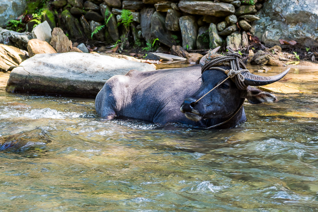 Buffle d’eau se reposant dans un ruisseau, tête tournée de côté, Puerto Galera, Mindoro, Philippines