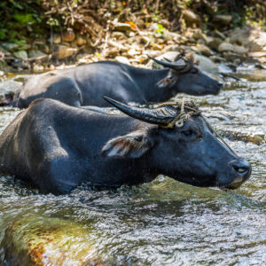 Deux buffles d’eau se baignant ensemble dans un ruisseau au courant vif, Puerto Galera, Mindoro, Philippines