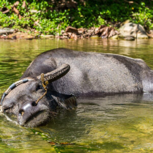 Buffle d’eau immergé dans une vasque, tête inclinée à la surface, Puerto Galera, Mindoro, Philippines