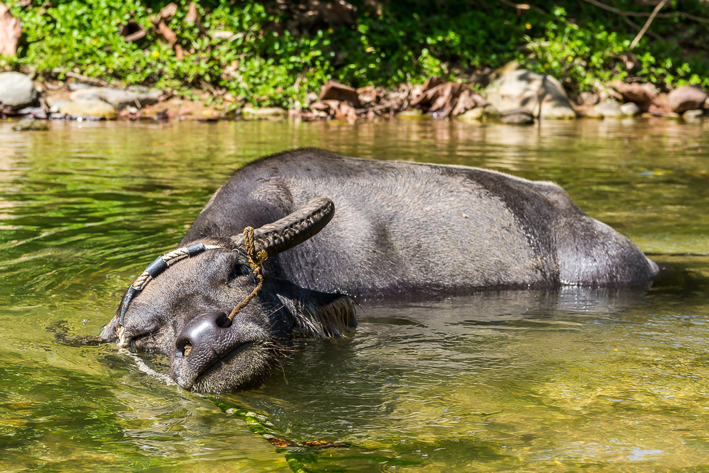 Water buffalo submerged in a river pool, head tilted on the surface, Puerto Galera, Mindoro, Philippines
