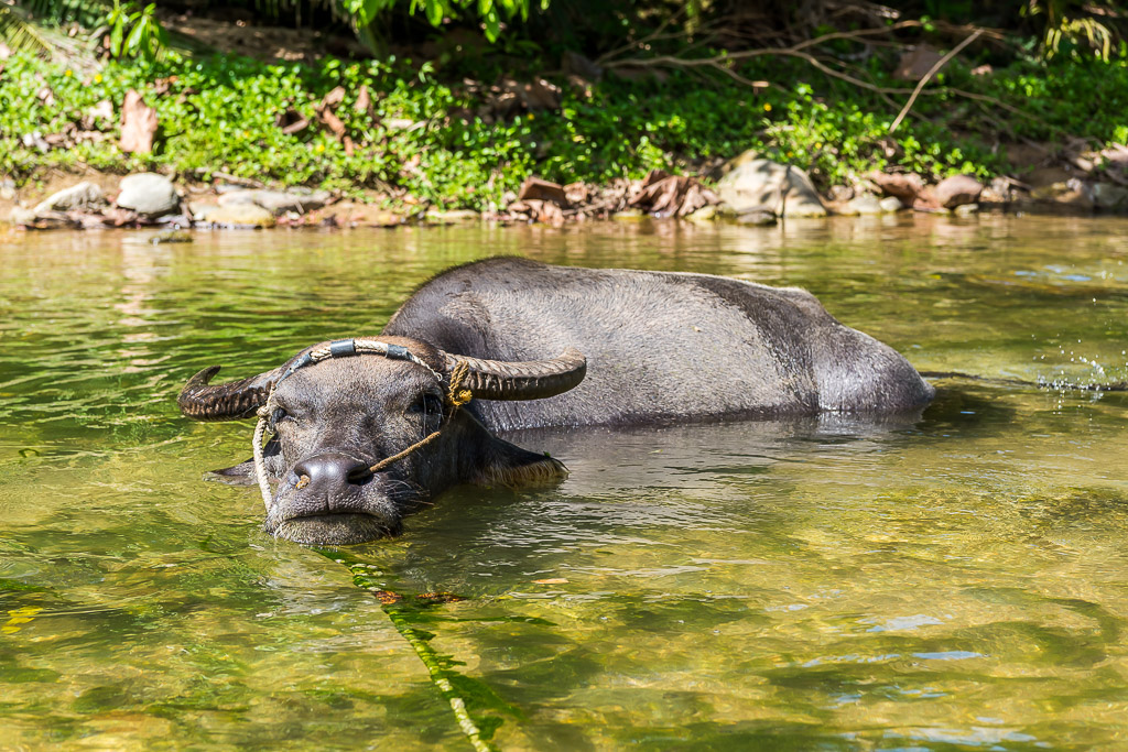 Water buffalo submerged up to its horns, looking straight at camera, Puerto Galera, Mindoro, Philippines