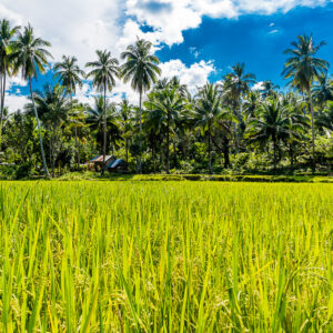 Rizière verte devant des cocotiers sous un ciel bleu, Puerto Galera, Mindoro, Philippines