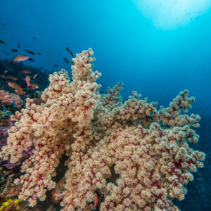 Arbre de corail mou rose sur le récif sous un soleil rayonnant, vertical, Puerto Galera, Mindoro, Philippines