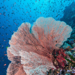 Anthias swirling above a huge pink sea fan, Puerto Galera, Mindoro, Philippines