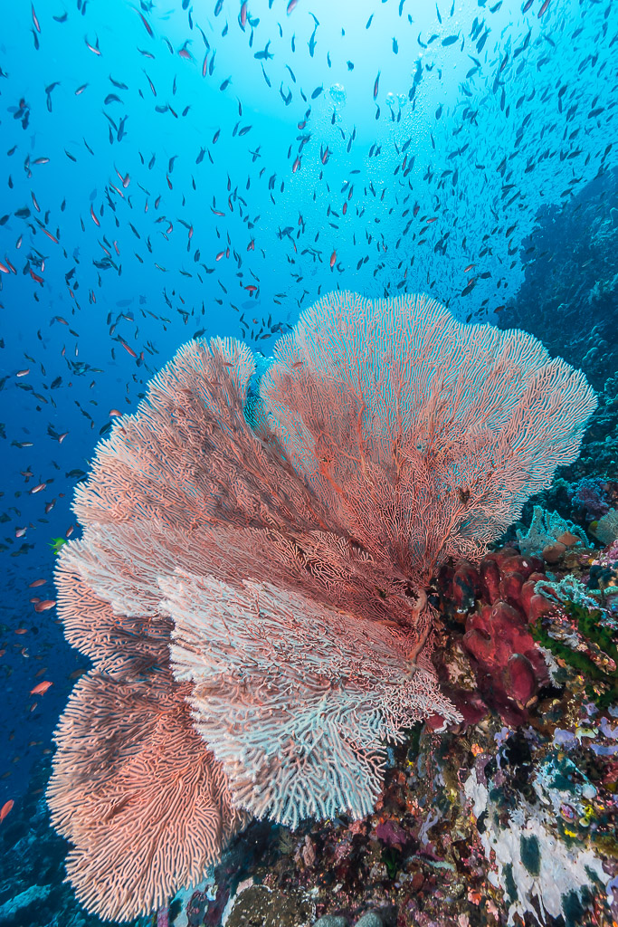 Anthias swirling above a huge pink sea fan, Puerto Galera, Mindoro, Philippines
