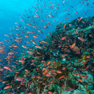 School of orange anthias over a sloping coral reef, vertical, Puerto Galera, Mindoro, Philippines