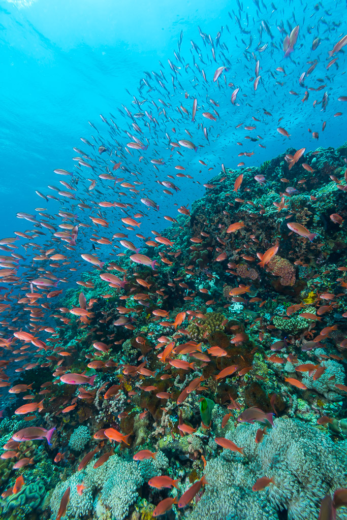 School of orange anthias over a sloping coral reef, vertical, Puerto Galera, Mindoro, Philippines
