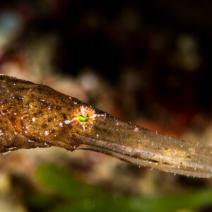 Robust ghost pipefish snout close-up, brown with fine white speckles, Puerto Galera, Mindoro, Philippines