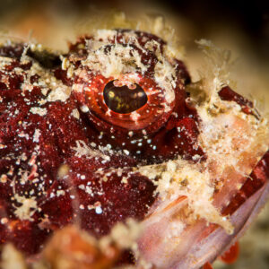 Juvenile tassled scorpionfish head close-up, deep red with fleshy tassels, Puerto Galera, Mindoro, Philippines