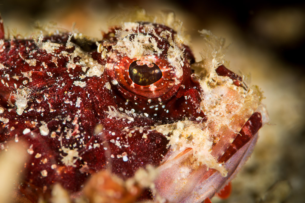Juvenile tassled scorpionfish head close-up, deep red with fleshy tassels, Puerto Galera, Mindoro, Philippines