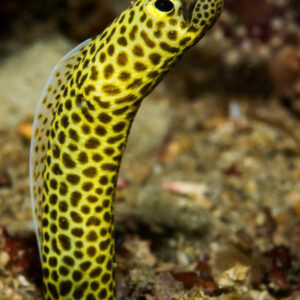 Anguille jaune tachetée de noir dressée verticalement hors du fond, Puerto Galera, Mindoro, Philippines