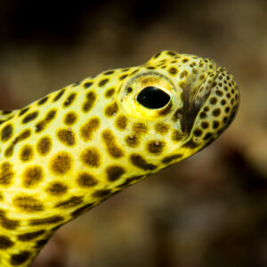 Yellow spotted eel head close-up with large dark eye, Puerto Galera, Mindoro, Philippines