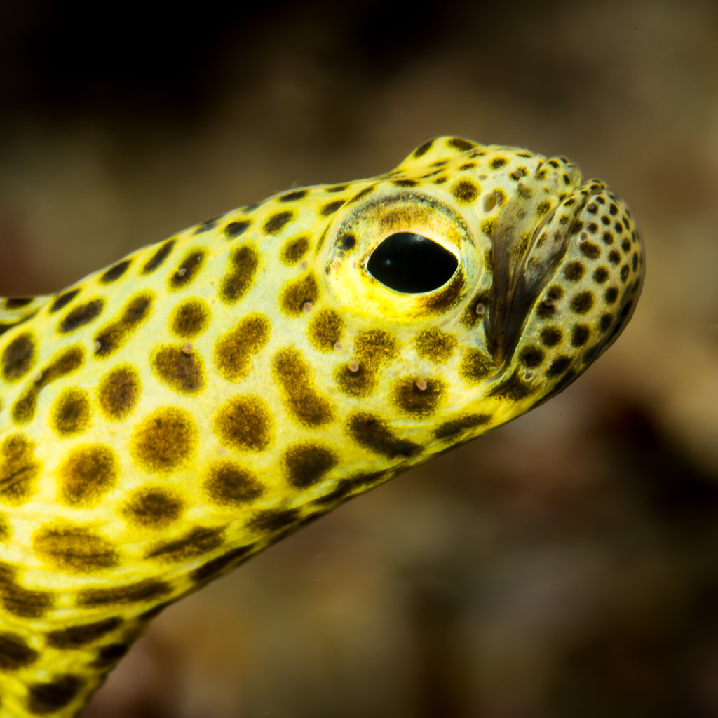 Yellow spotted eel head close-up with large dark eye, Puerto Galera, Mindoro, Philippines