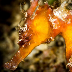Orange seahorse head close-up with skin filaments and long snout, Puerto Galera, Mindoro, Philippines
