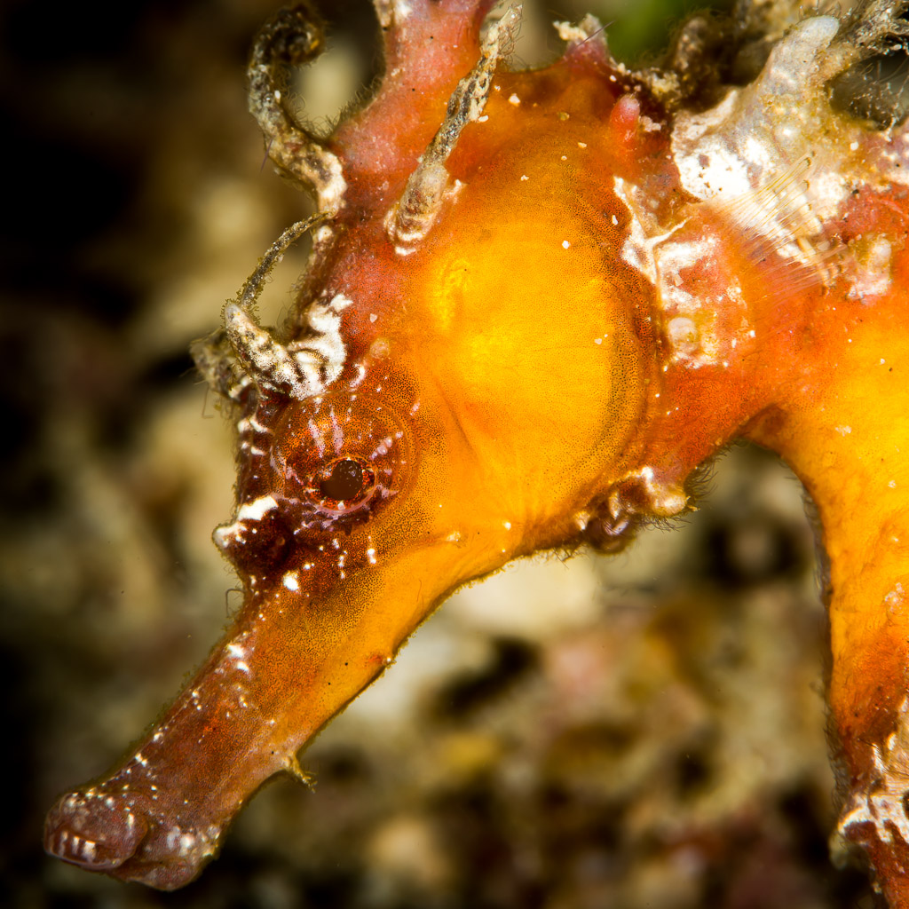 Gros plan sur la tête d’un hippocampe orange à filaments cutanés et long museau, Puerto Galera, Mindoro, Philippines