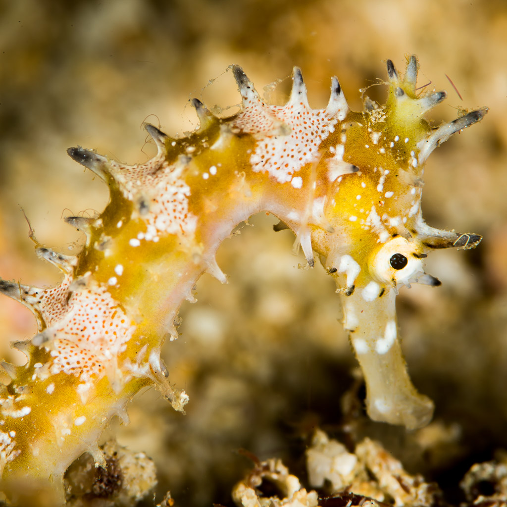 Yellow spiny seahorse with white-speckled patches in profile, Puerto Galera, Mindoro, Philippines