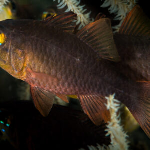 Dark reddish cardinalfish with yellow eye among white black coral polyps, Puerto Galera, Mindoro, Philippines