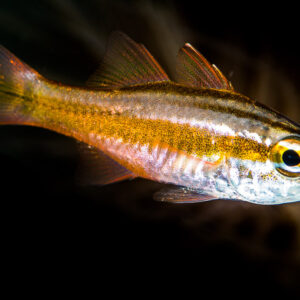 Orange-striped cardinalfish with silver belly in profile on black, Puerto Galera, Mindoro, Philippines