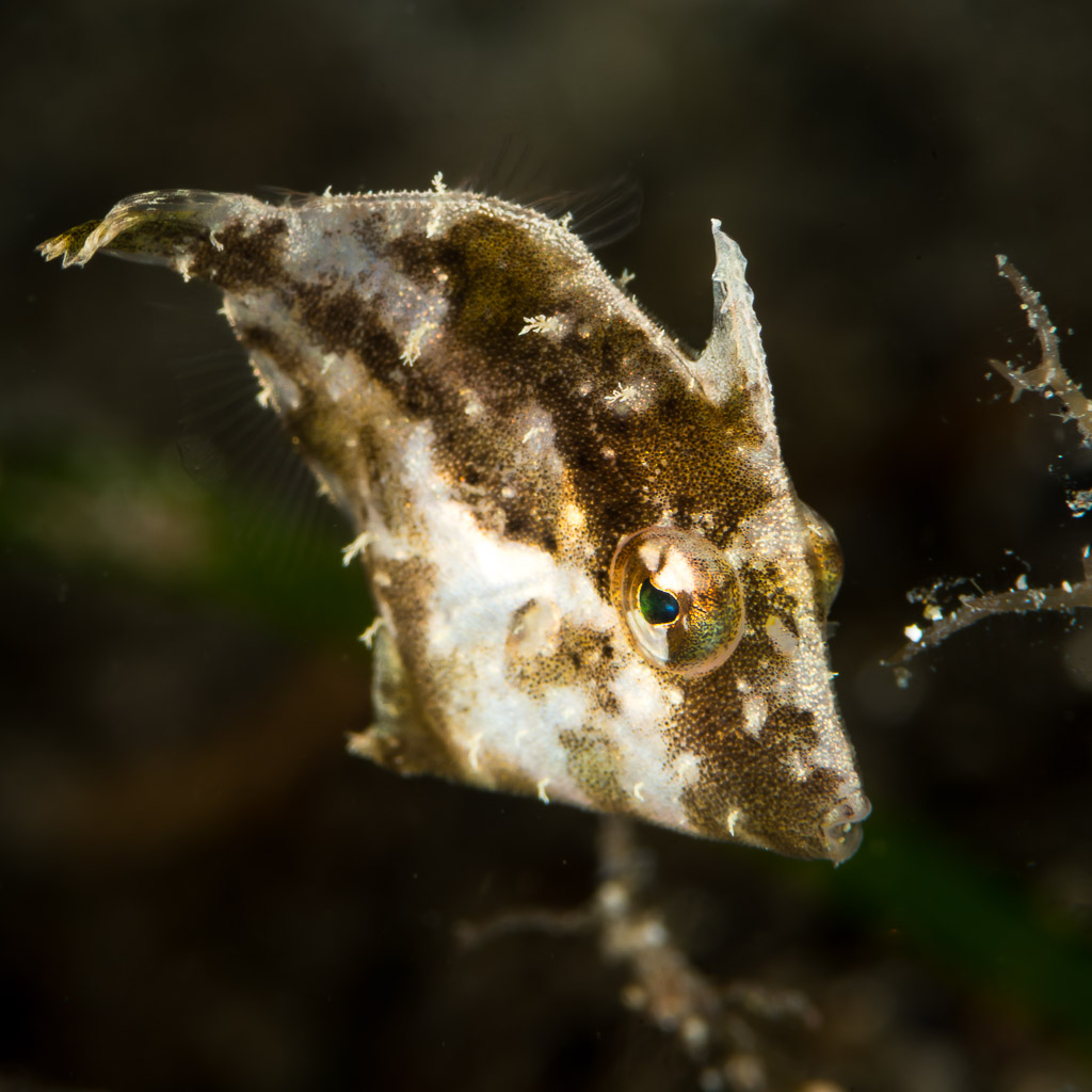 Juvenile mottled filefish drifting among algae, vertical, Puerto Galera, Mindoro, Philippines