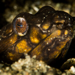 Dark snake eel with golden blotches peering from its sand burrow, Puerto Galera, Mindoro, Philippines