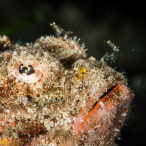 Tête d’une jeune rascasse à houppe avec une minuscule crevette posée dessus, Puerto Galera, Mindoro, Philippines