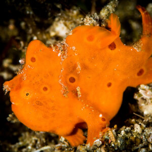 Jeune poisson-crapaud peint orange posé sur des débris, leurre dressé, Puerto Galera, Mindoro, Philippines