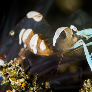 Magnificent anemone shrimp with blue-tipped claws, side view on black, Puerto Galera, Mindoro, Philippines