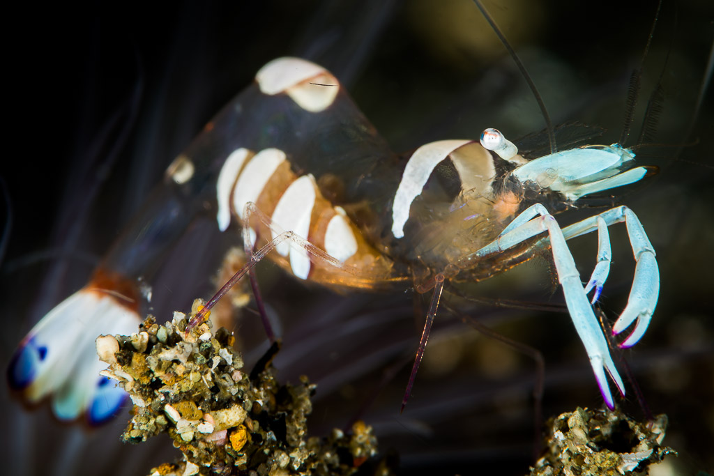 Magnificent anemone shrimp with blue-tipped claws, side view on black, Puerto Galera, Mindoro, Philippines
