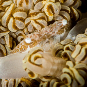 Translucent commensal crustacean hidden among Xenia soft coral polyps, Puerto Galera, Mindoro, Philippines