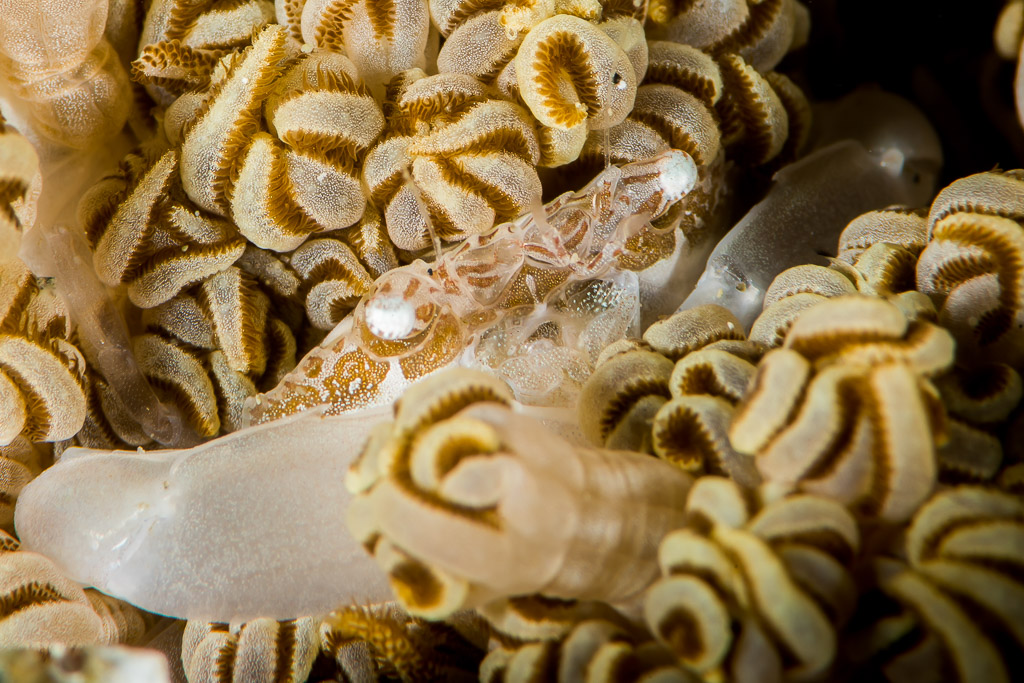 Translucent commensal crustacean hidden among Xenia soft coral polyps, Puerto Galera, Mindoro, Philippines