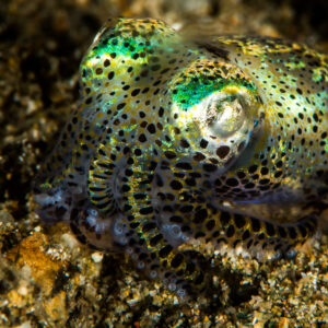 Berry's bobtail squid with iridescent green spots on sand, Puerto Galera, Mindoro, Philippines