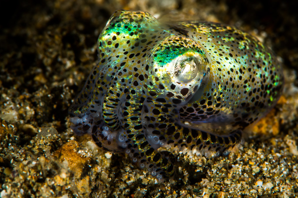Berry's bobtail squid with iridescent green spots on sand, Puerto Galera, Mindoro, Philippines