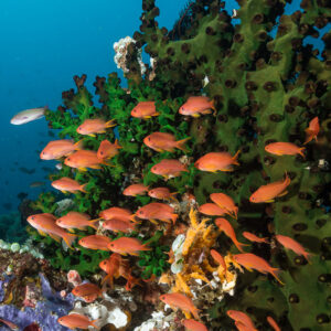 School of orange anthias beside a green coral tree, vertical, Puerto Galera, Mindoro, Philippines