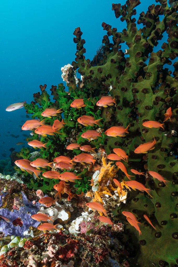 School of orange anthias beside a green coral tree, vertical, Puerto Galera, Mindoro, Philippines