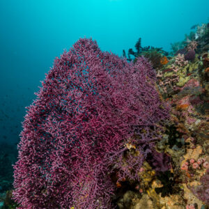 Grande gorgone violette sur la pente du récif, soleil au-dessus, vertical, Puerto Galera, Mindoro, Philippines