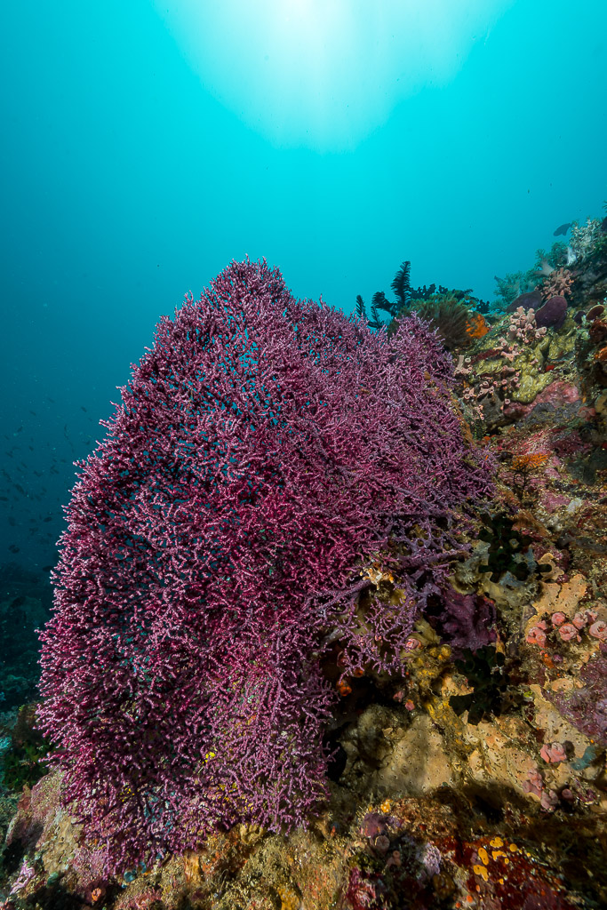 Grande gorgone violette sur la pente du récif, soleil au-dessus, vertical, Puerto Galera, Mindoro, Philippines