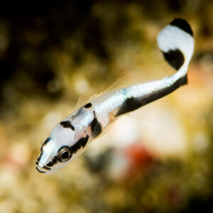 Black and white juvenile fish swimming with tail curled, Puerto Galera, Mindoro, Philippines
