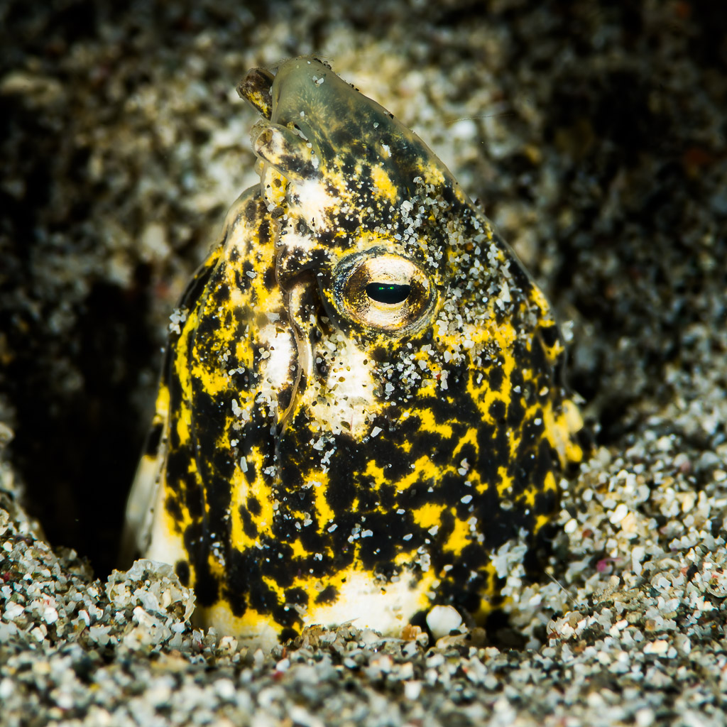 Marbled snake eel head with yellow and black pattern rising from sand, Puerto Galera, Mindoro, Philippines