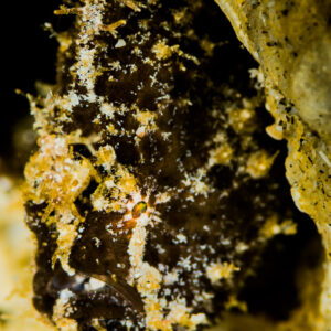 Poisson-crapaud sombre moucheté de clair camouflé dans une crevasse, vertical, Puerto Galera, Mindoro, Philippines