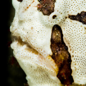 White frogfish with brown patches close-up, vertical, Puerto Galera, Mindoro, Philippines