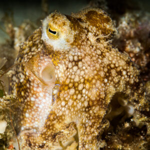 Small mottled brown octopus perched on rubble, vertical, Puerto Galera, Mindoro, Philippines