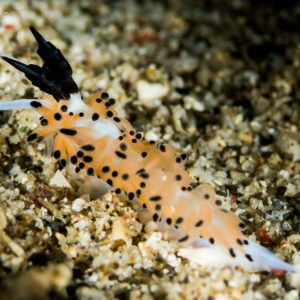 Éolidien orange tacheté de noir aux rhinophores sombres sur le sable, Puerto Galera, Mindoro, Philippines