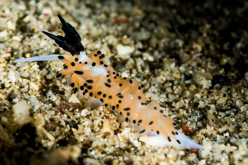 Éolidien orange tacheté de noir aux rhinophores sombres sur le sable, Puerto Galera, Mindoro, Philippines