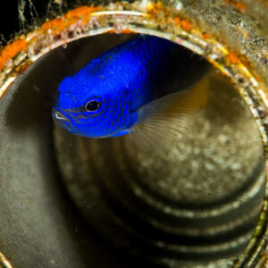 Blue damselfish sheltering inside a rusty discarded tin can, Puerto Galera, Mindoro, Philippines